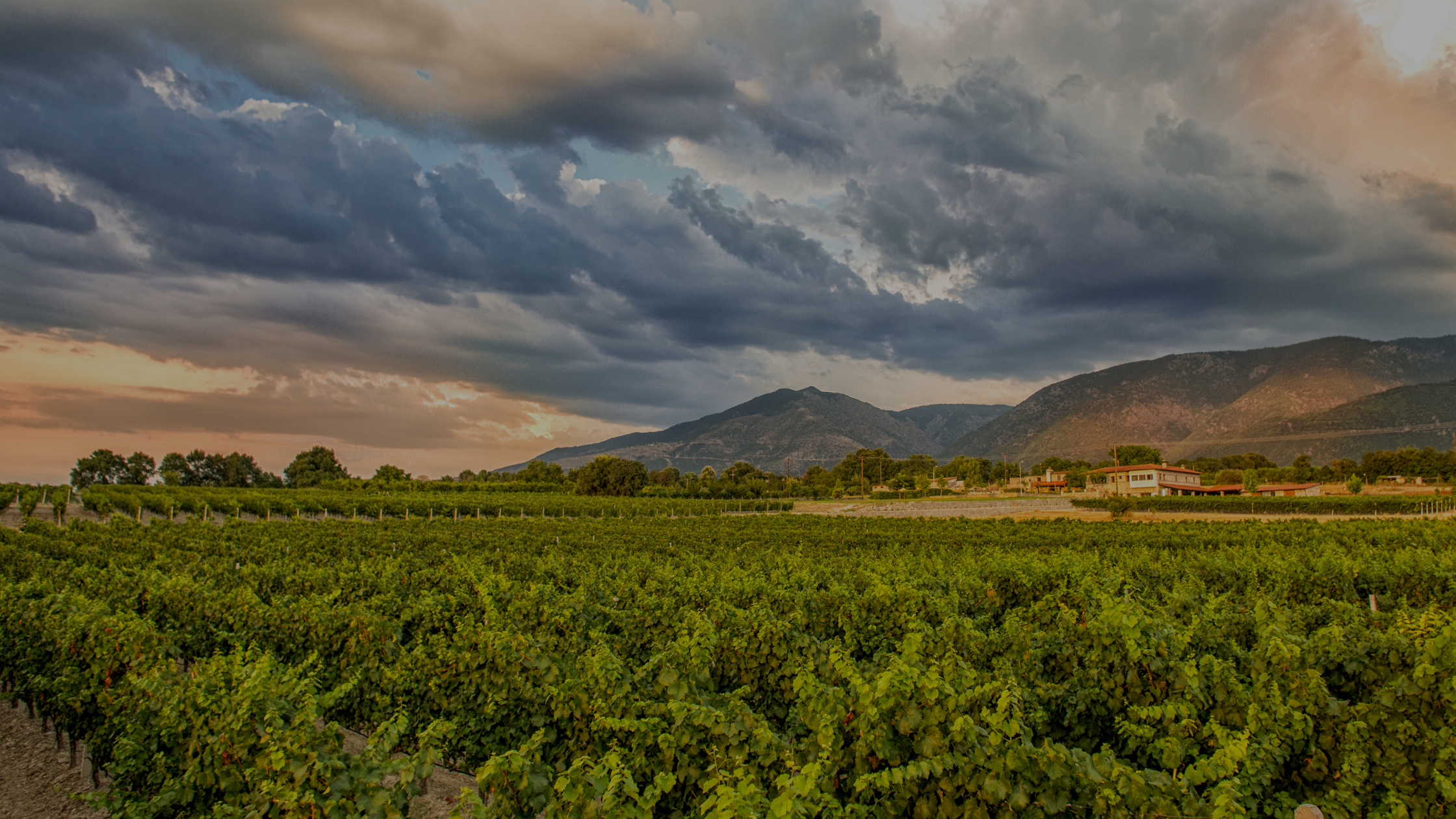 Αμπελώνας Καμκούτη