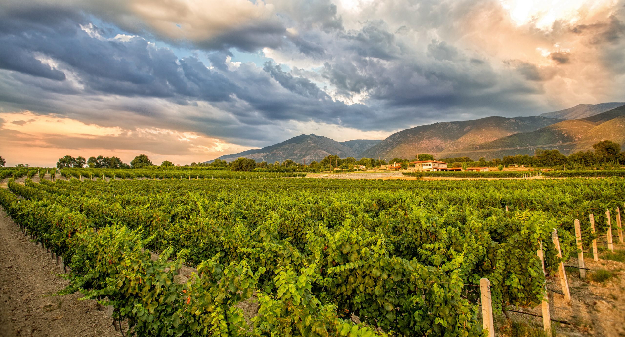 Αμπελώνας Καμκούτη