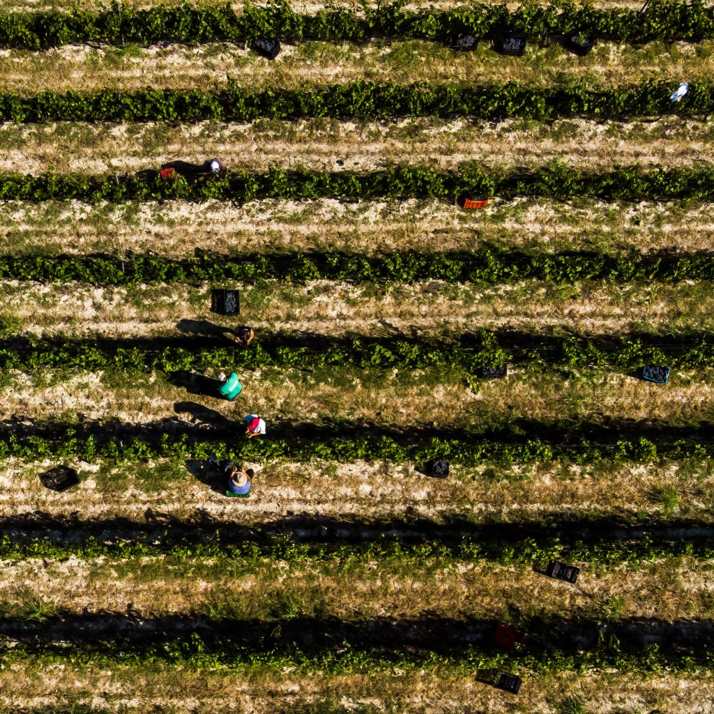 Τρύγος, Κτήμα Βογιατζή